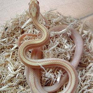 butter striped hembra.jpg