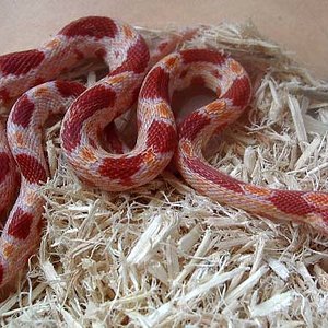 Ultramel junio 08.jpg