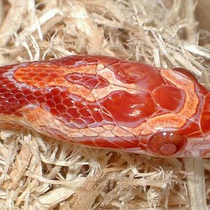 Ultramel cabeza junio 08.jpg