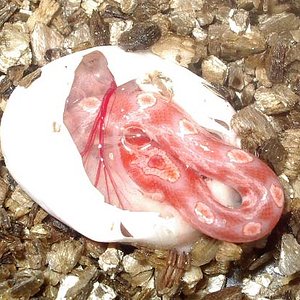 Opal x blood red.jpg