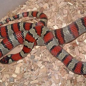 ruth x mex x thayeri macho.jpg