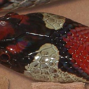 ruth x mex x thayeri macho cabeza.jpg