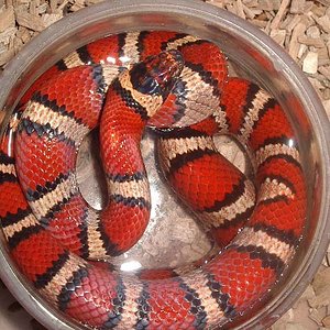 ruth x mex x thayeri hembra.jpg