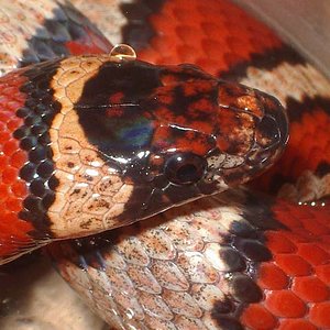 ruth x mex x thayeri hembra cabeza.jpg