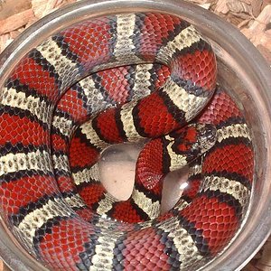 mex x thayeri x greeri macho.jpg