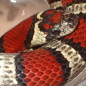 mex x thayeri x greeri macho cabeza.jpg