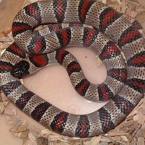 mex x thayeri x greeri hembra.jpg