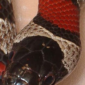 mex x thayeri x greeri hembra cabeza.jpg