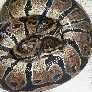 hembra de regius.JPG