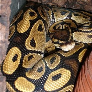 hembra de regius pastel.JPG