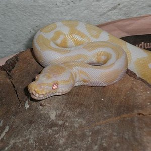 macho de regius albino.JPG