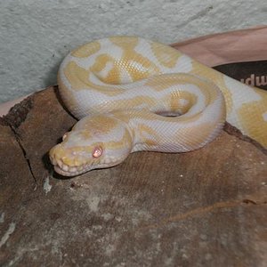 macho de regius albino.JPG