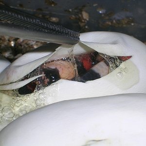 1er naixement mail.JPG