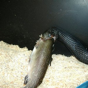 DSCF4032 (Medium).JPG