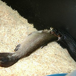 DSCF4033 (Medium).JPG