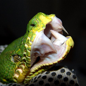 Corallus Caninus.png