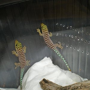 IMGP4222 (Medium).JPG