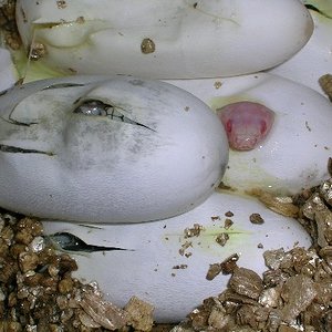 Albina i nominal.JPG