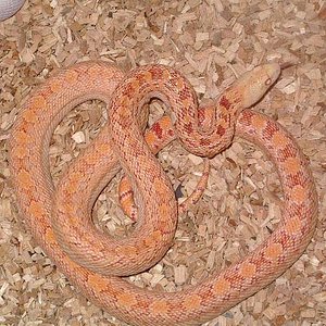 pituophis catenifer affinis albina.jpg