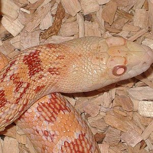 pituophis catenifer affinis  albina cabeza.jpg