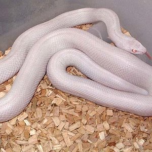 pituophis catenifer affinis blizzard.jpg