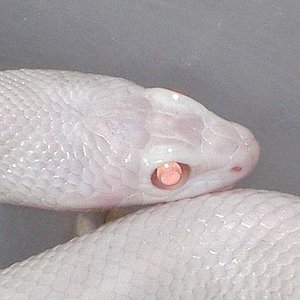 pituophis catenifer affinis  blizzard cabeza.jpg