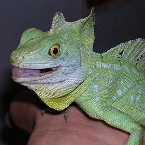 basilisco_macho.JPG