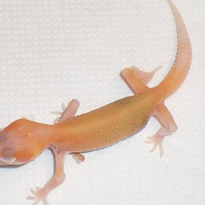 Raptor poss Giant.JPG