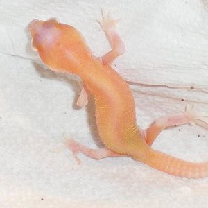 Raptor poss Giant 2.JPG