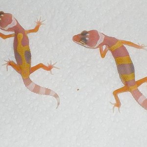 Super Tangerine Carrot tail X Hypo Carrot tail het Sunglow.JPG