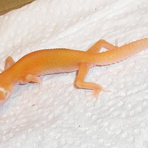 Red Striped Aptor X Raptor .JPG