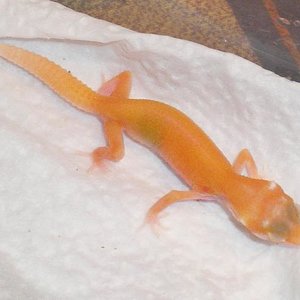 Red Striped Aptor X Raptor   .JPG