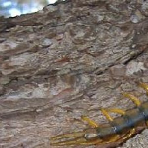 Scolopendra cingulatus.JPG