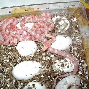 Puesta supercorns 1.jpg