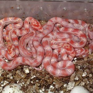 Puesta supercorns 2.jpg