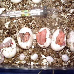 puesta motley hypo.jpg