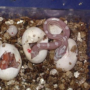 puesta motley hypo 2.jpg