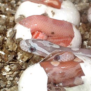 motleys cream+hypo+ghost.jpg