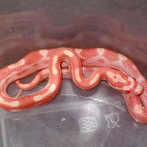 Motley creamsicle 2.jpg