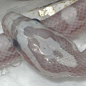 Motley ghost cabeza.jpg