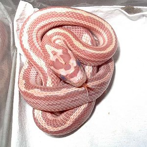 hypo motley  Q-Typped.jpg