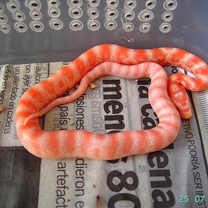 Supercorn 1 naranja fluorescente.JPG