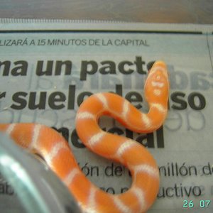 Supercorn 4 supercream.JPG