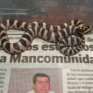 Supercorn 6 areny.JPG