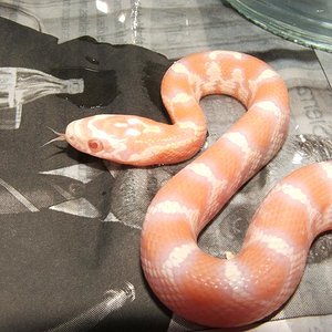 Supercorn 8 snow.JPG