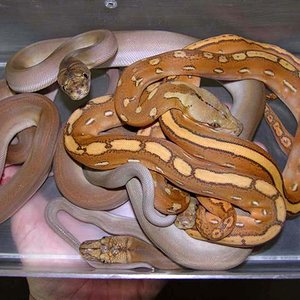 AGhostMotleyGoldenChild (Small).jpg