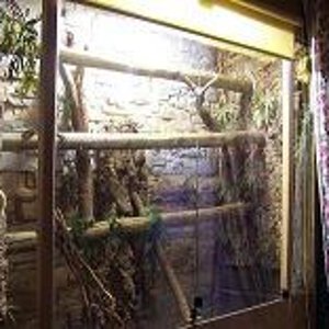 terrario de chlamydosurus.JPG