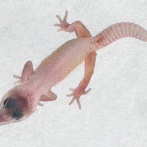 2 snake eyes Blizzard Eclipse.JPG