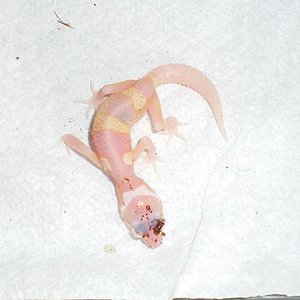 2 Red eyes Jungle Raptor.JPG