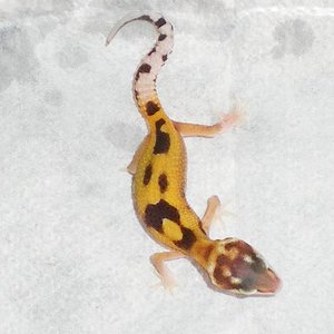 2 snake eyes Eclipse.JPG